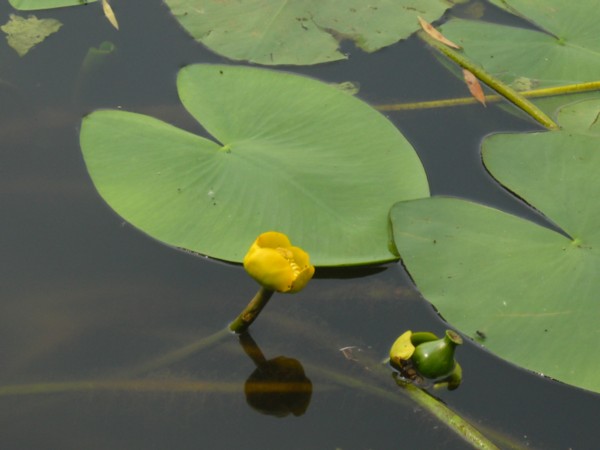 Nuphar lutea